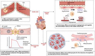 Cardiac resident macrophages: key regulatory mediators in the aftermath of myocardial infarction